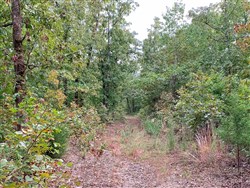 Wagon Wheel Ranch Tract 31