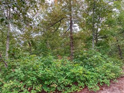 Wagon Wheel Ranch Tract 31