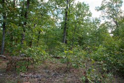 property photo for Wagon Wheel Ranch Tract 32, 11.37 acres for sale in Dent County, Missouri