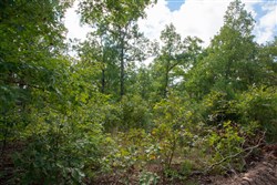property photo for Wagon Wheel Ranch Tract 32, 11.37 acres for sale in Dent County, Missouri