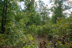 property photo for Wagon Wheel Ranch Tract 32, 11.37 acres for sale in Dent County, Missouri