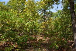 property photo for Wagon Wheel Ranch Tract 33, 5.47 acres for sale in Dent County, Missouri