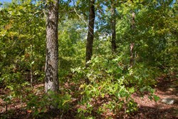 property photo for Wagon Wheel Ranch Tract 33, 5.47 acres for sale in Dent County, Missouri