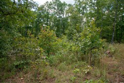 property photo for Wagon Wheel Ranch Tract 35, 11.29 acres for sale in Dent County, Missouri