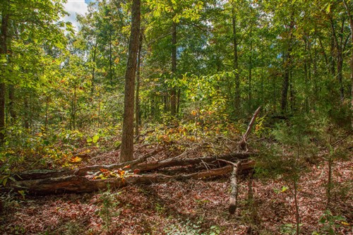 Wagon Wheel Ranch Tract 36