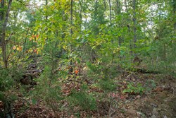 Wagon Wheel Ranch Tract 36