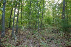 Wagon Wheel Ranch Tract 36