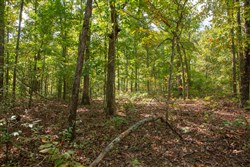 Wagon Wheel Ranch Tract 36