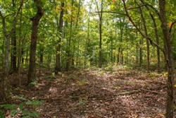 Wagon Wheel Ranch Tract 36