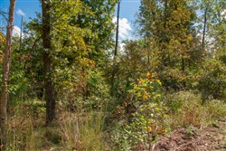 Wagon Wheel Ranch Tract 37