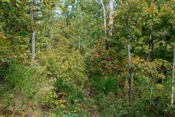 Wagon Wheel Ranch Tract 37