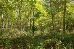 property photo for Wagon Wheel Ranch Tract 38, 10.25 acres for sale in Dent County, Missouri