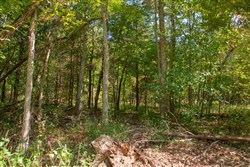 property photo for Wagon Wheel Ranch Tract 38, 10.25 acres for sale in Dent County, Missouri