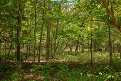 property photo for Wagon Wheel Ranch Tract 38, 10.25 acres for sale in Dent County, Missouri