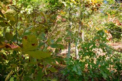property photo for Wagon Wheel Ranch Tract 39, 10 acres for sale in Dent County, Missouri