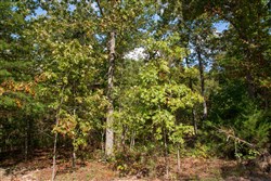 property photo for Wagon Wheel Ranch Tract 39, 10 acres for sale in Dent County, Missouri