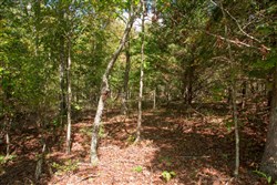 property photo for Wagon Wheel Ranch Tract 39, 10 acres for sale in Dent County, Missouri