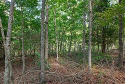 property photo for Wagon Wheel Ranch Tract 39, 10 acres for sale in Dent County, Missouri