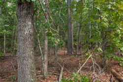 property photo for Wagon Wheel Ranch Tract 40, 10 acres for sale in Dent County, Missouri