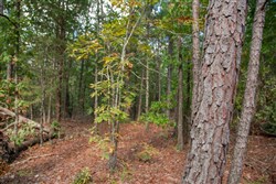 property photo for Wagon Wheel Ranch Tract 40, 10 acres for sale in Dent County, Missouri