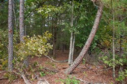 property photo for Wagon Wheel Ranch Tract 40, 10 acres for sale in Dent County, Missouri