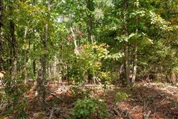 property photo for Wagon Wheel Ranch Tract 40, 10 acres for sale in Dent County, Missouri