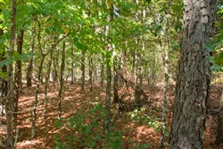 Wagon Wheel Ranch Tract 41