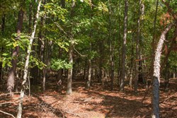 Wagon Wheel Ranch Tract 41