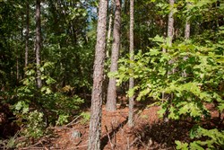 Wagon Wheel Ranch Tract 41