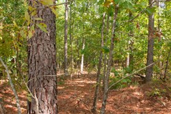 Wagon Wheel Ranch Tract 42