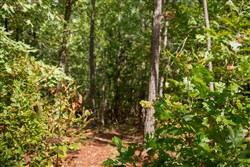 Wagon Wheel Ranch Tract 42