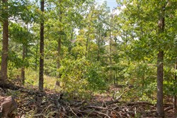 property photo for Wagon Wheel Ranch Tract 44, 7.57 acres for sale in Dent County, Missouri