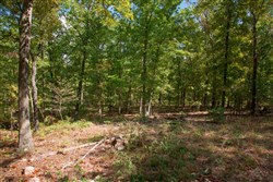 property photo for Wagon Wheel Ranch Tract 45, 5 acres for sale in Dent County, Missouri