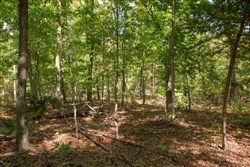 property photo for Wagon Wheel Ranch Tract 45, 5 acres for sale in Dent County, Missouri