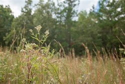 property photo for Wagon Wheel Ranch Tract 47, 9.09 acres for sale in Dent County, Missouri