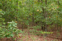 property photo for Wagon Wheel Ranch Tract 47, 9.09 acres for sale in Dent County, Missouri