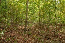 property photo for Wagon Wheel Ranch Tract 49, 9.98 acres for sale in Dent County, Missouri