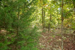 property photo for Wagon Wheel Ranch Tract 49, 9.98 acres for sale in Dent County, Missouri