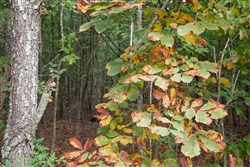 Wagon Wheel Ranch Tract 5