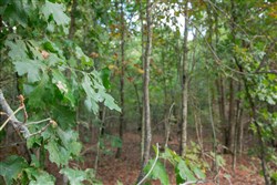 Wagon Wheel Ranch Tract 5