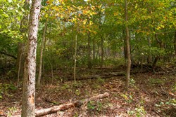 Wagon Wheel Ranch Tract 50