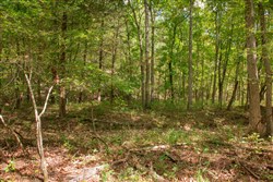 Wagon Wheel Ranch Tract 50