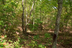 property photo for Wagon Wheel Ranch Tract 51, 11.68 acres for sale in Dent County, Missouri