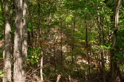 property photo for Wagon Wheel Ranch Tract 51, 11.68 acres for sale in Dent County, Missouri