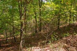 property photo for Wagon Wheel Ranch Tract 52, 6.65 acres for sale in Dent County, Missouri