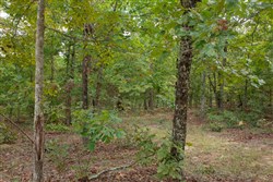 property photo for Wagon Wheel Ranch Tract 53, 7.5 acres for sale in Dent County, Missouri