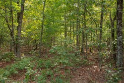 property photo for Wagon Wheel Ranch Tract 53, 7.5 acres for sale in Dent County, Missouri