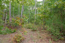 property photo for Wagon Wheel Ranch Tract 54, 7.78 acres for sale in Dent County, Missouri
