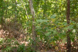 property photo for Wagon Wheel Ranch Tract 54, 7.78 acres for sale in Dent County, Missouri
