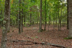 property photo for Wagon Wheel Ranch Tract 55, 7.43 acres for sale in Dent County, Missouri